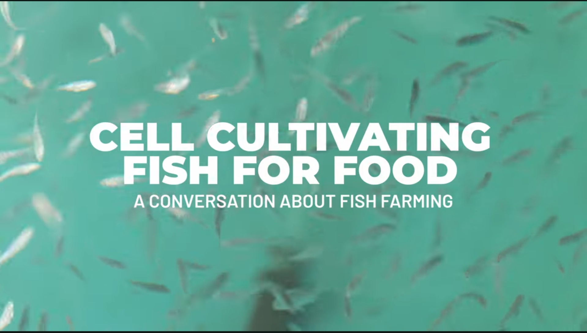 FEASTS video is an invitation to discussion